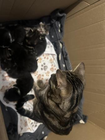 Image 2 of Kittens for sale ready 23rd may