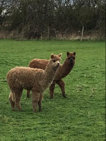 Image 2 of 5 weanling alpaca boys ready for new homes