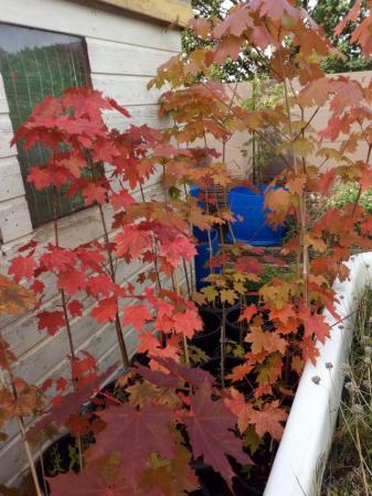 Image 1 of Young healthy Japanese Acers various sizes and prices