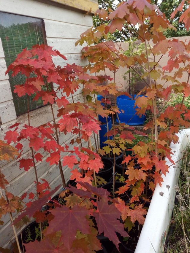 Preview of the first image of Young healthy Japanese Acers various sizes and prices.