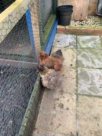 Image 4 of Silkie red cockerel and Silkie golden neck hen.