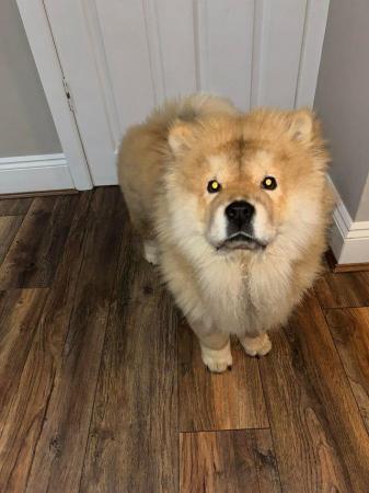 Image 5 of Full pedigree Chow Chow Puppy