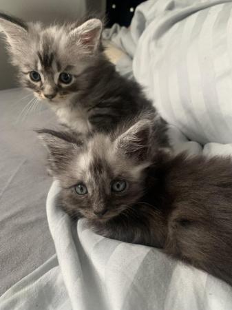 Image 2 of ?? Reduced ?? 3 Stunning Maincoon baby’s