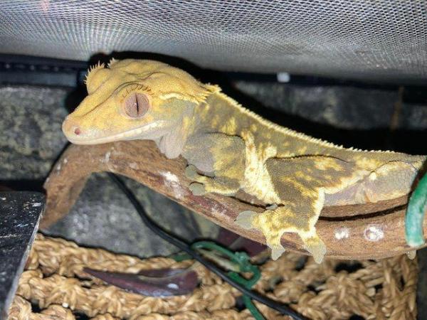 Image 3 of Few crested gecko and set up and vivs