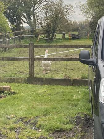 Image 1 of Desperately seeking a new home for Bruce the goose !