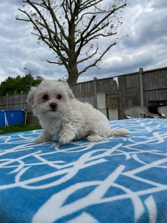Image 13 of Bichon frise X Maltese looking for loving homes