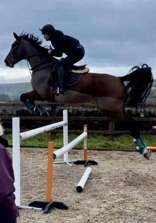 Image 1 of Show jumper with lots of potential