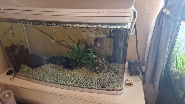 Image 5 of 165 liter fish tank and fish