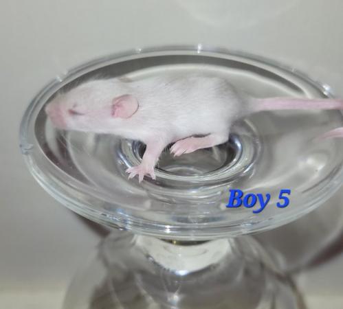 Image 5 of Beautiful friendly Baby mice - boys £3