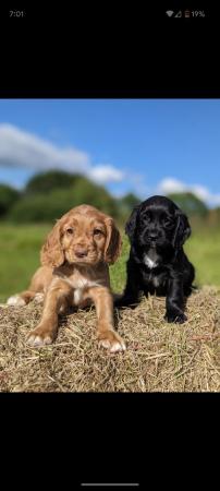 Image 1 of Exceptional KC Working Cocker Spaniel Puppies (Field Trial)