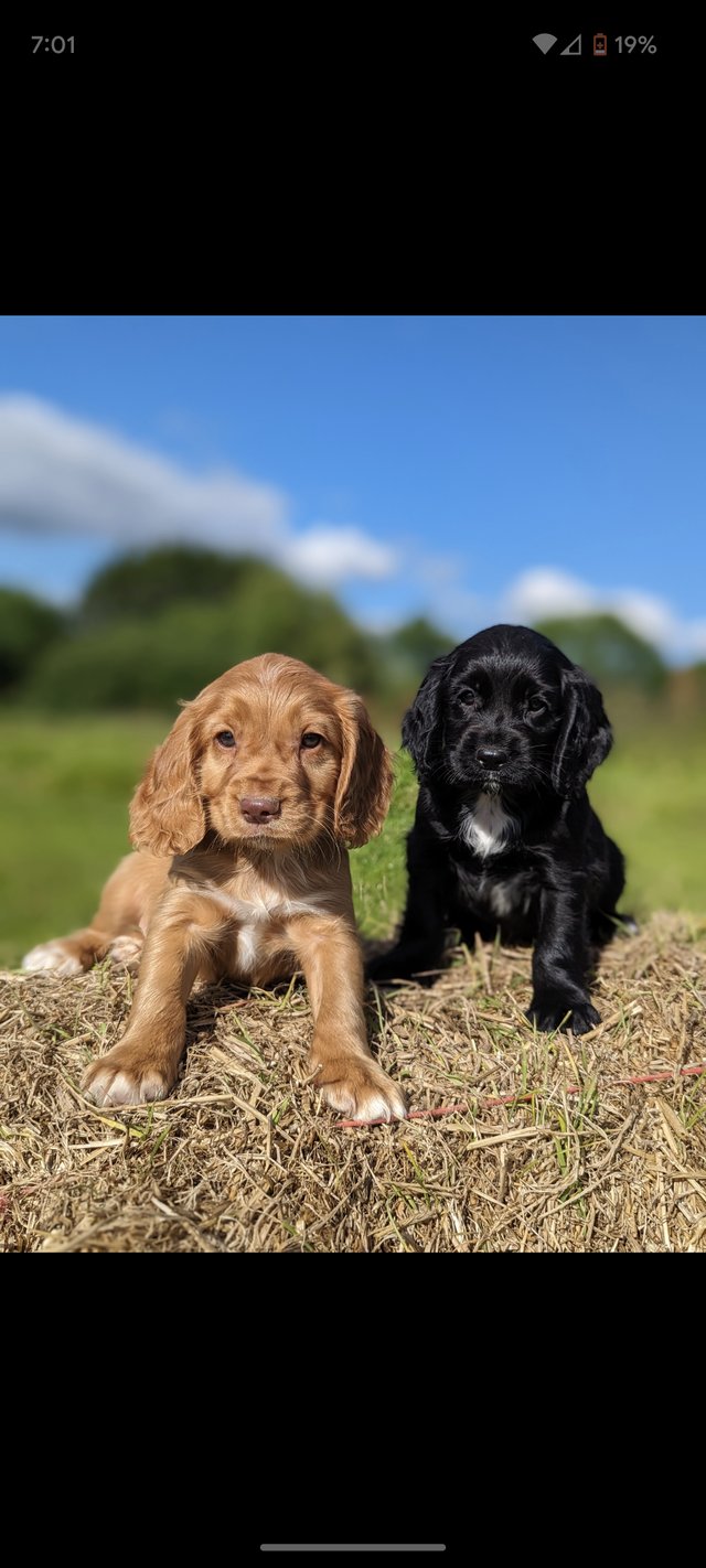 Preview of the first image of Exceptional KC Working Cocker Spaniel Puppies (Field Trial).