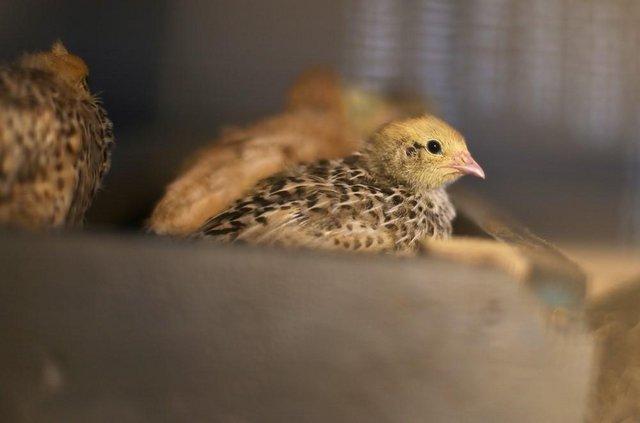 Preview of the first image of Female quails and breeding quail pairs.