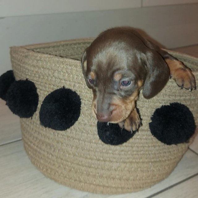 Preview of the first image of KC registered miniature dachshund.