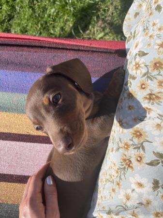 Image 12 of Beautiful Girl Dachshunds, ready to leave 8th May.