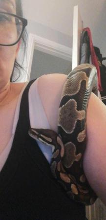 Image 2 of Ball python for sale Chester