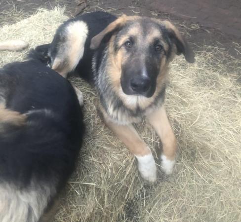 Image 5 of 18 month jabbed and chipped shepherd collie cross beauties r