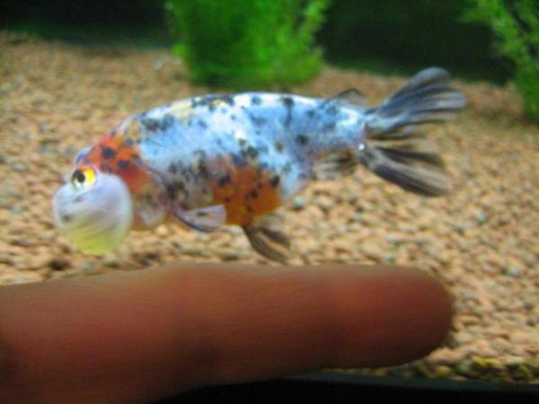 Image 3 of Fancy goldfish : calico bubble eye goldfish
