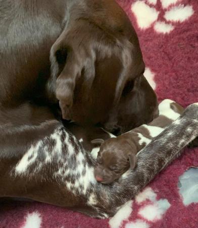 Image 10 of KC Reg German Shorthaired Pointer Puppies