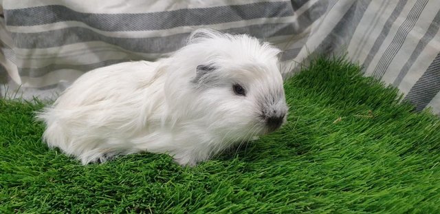 Image 4 of I have for sale Boar (Male) Guinea Pigs