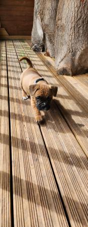 Image 9 of Boxer / French bulldog (froxer) puppies