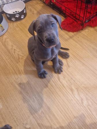Image 21 of Adorable KC Blue Great Dane puppies READY NOW!!