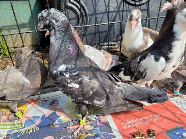 Image 5 of 9 Young Pigeons For Sale In Essex