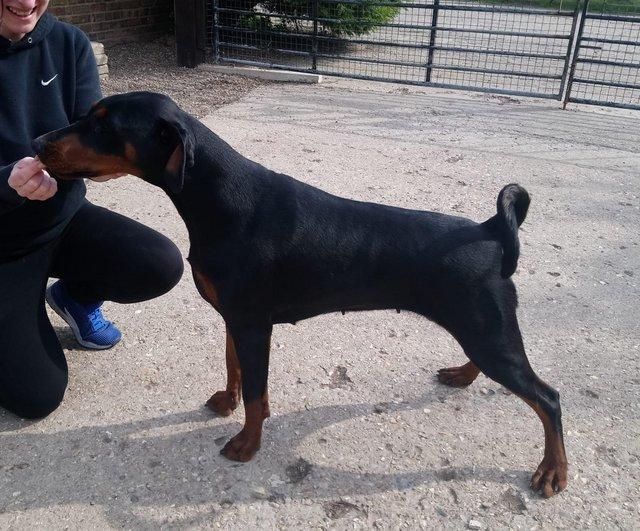 Preview of the first image of Adult Dobermanns for rehoming.