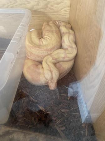 Image 6 of Female and male boas with set ups
