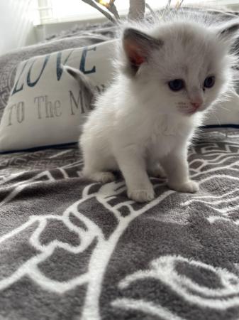Image 5 of Ragdoll kittens for sale