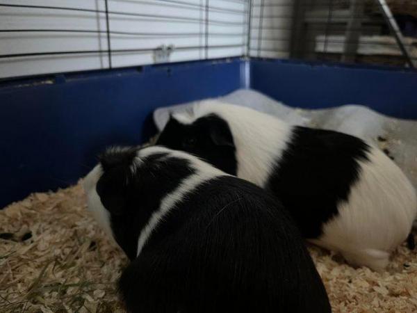 Image 4 of Two boar guinea pigs for sale