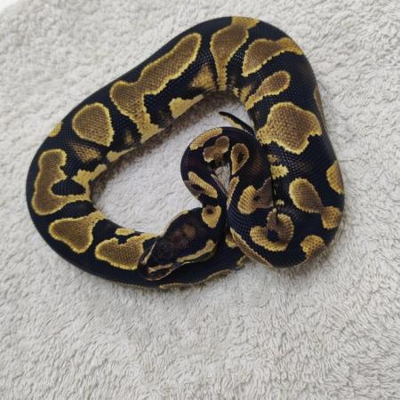 Image 2 of Yellow belly possible leopard het pied female