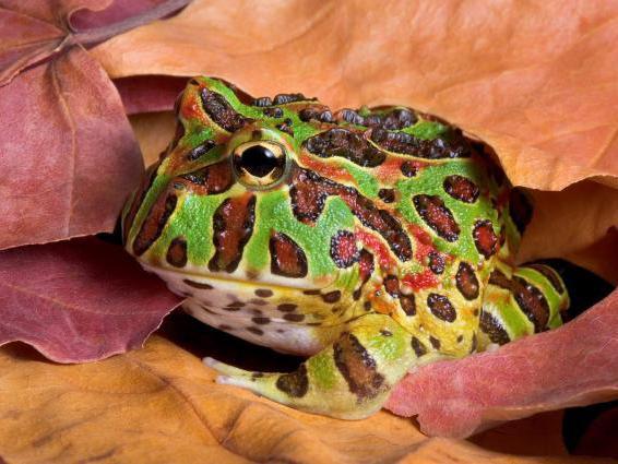 Preview of the first image of *Wanted* Pacman Frog / Ornate Horned Frog.