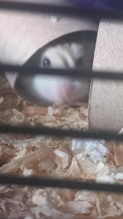 Image 2 of Nearly 2 years russian dwarf hamster very healthy and quiet