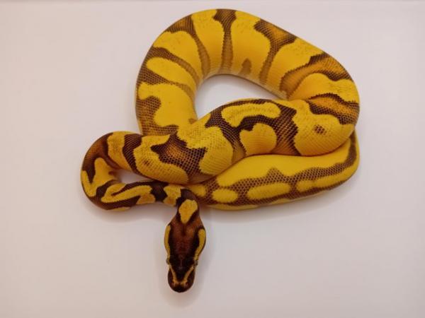 Image 4 of Beautiful Female Ball python for sale!!!
