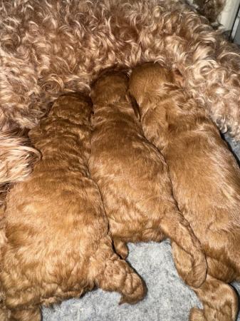 Image 3 of 1 F1b deep red toy cavapoo boy health tested parents
