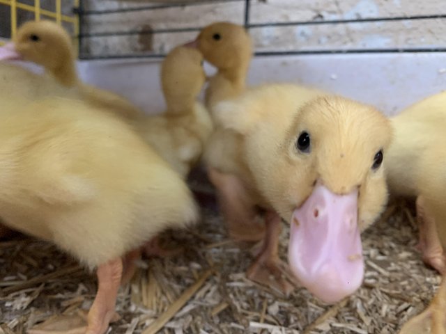 Preview of the first image of Pekin ducklings - beautiful.