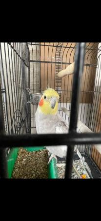 Image 3 of breeding pair of cockatiels available