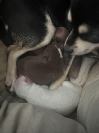 Image 10 of Two stunning male baby chihuahuas