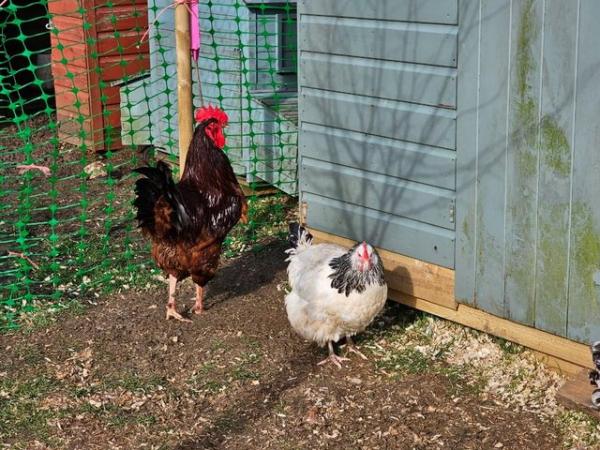 Image 3 of 6 x Fertile Rhode Island Red crossed with Light Sussex Large