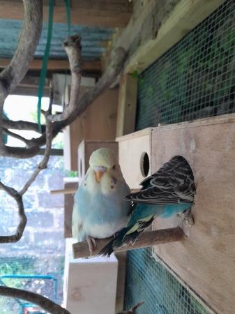 Image 5 of Baby budgies, gorgeous colours