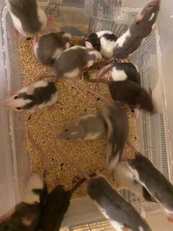 Image 3 of 8 week old dumbo rats for sale