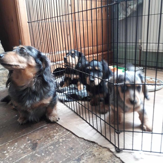 Preview of the first image of Eight weeks old miniature long haired dachshund pups..