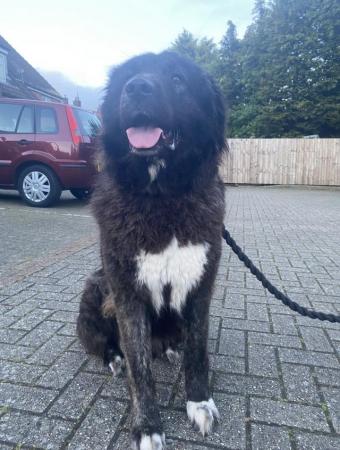 Image 2 of Caucasian Shepherd looking forever home
