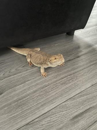 Image 2 of Male bearded dragon with 4ft Viv with custom background