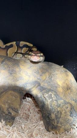 Image 6 of Pastel royal python for sale