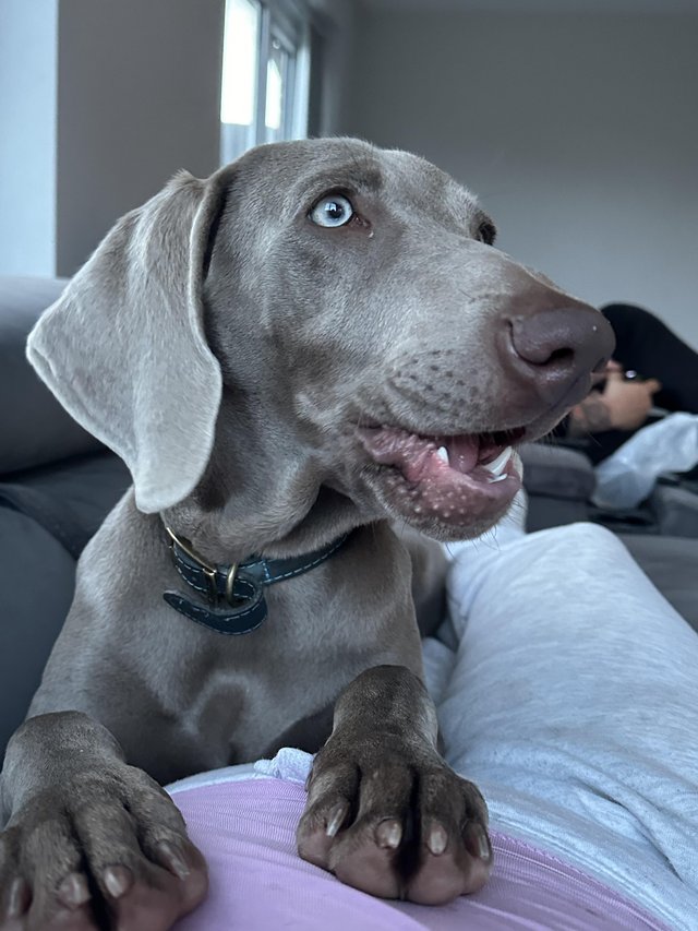 Preview of the first image of 7 month old Weimaraner (willow) looking for new home.