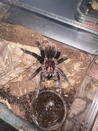 Image 1 of Tarantulas for sale - see sp available