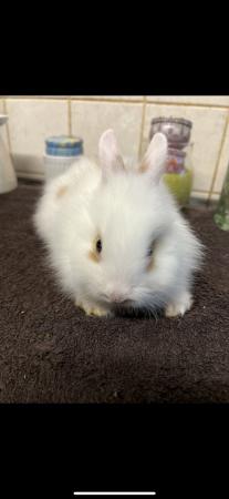 Image 1 of ACCIDENTAL rex x lionhead bunnies looking for loving homes