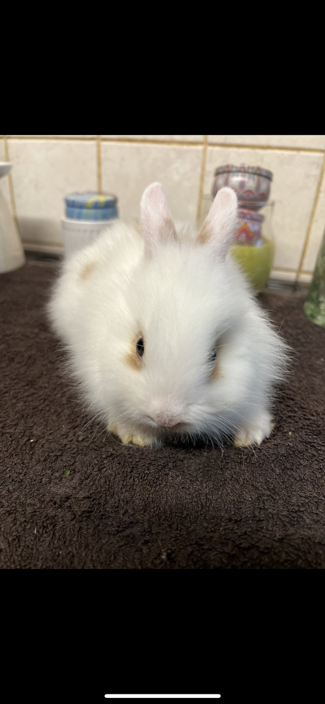 Preview of the first image of ACCIDENTAL rex x lionhead bunnies looking for loving homes.