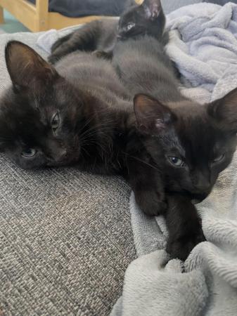 Image 6 of Black kittens 14 weeks old